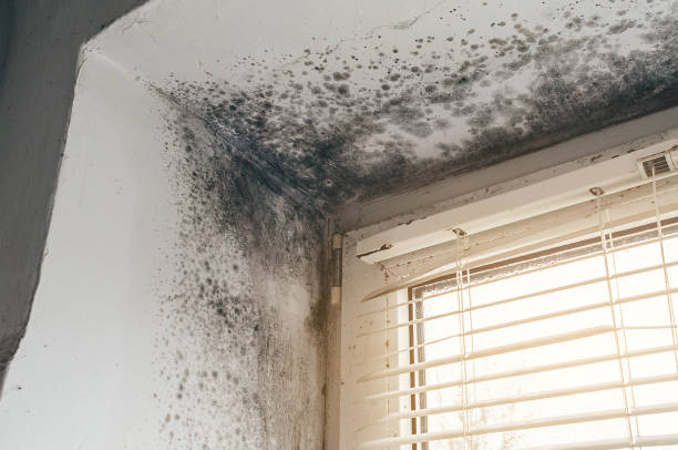 Trusted Basement Mold Remediation service in Lisle, IL - Cheap Mold Removal