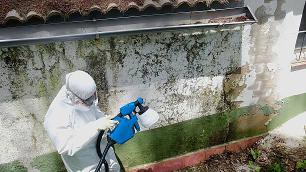 Trusted Commercial Mold Remediation service in Lisle, IL - Cheap Mold Removal